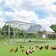 Large Metal Chicken Coop Walk-in Poultry Cage Hen House Flat Roof Withcover Yard